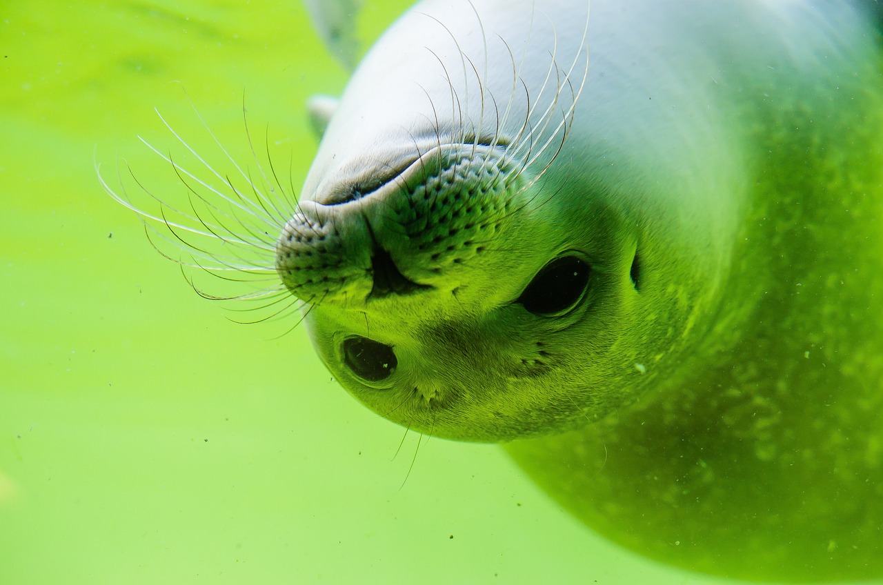 海洋館有什么海洋生物圖片 養(yǎng)魚知識 第2張