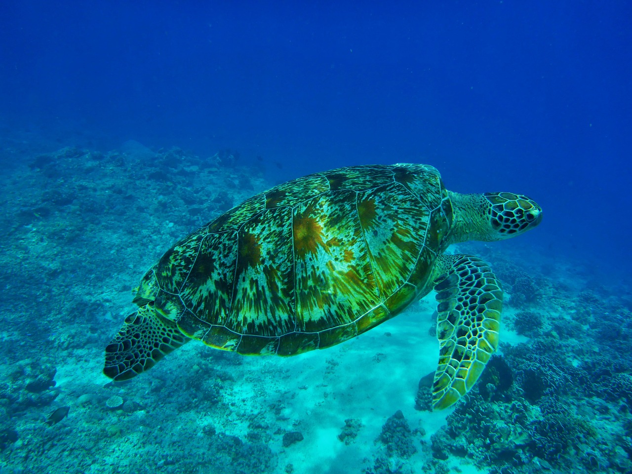 海洋館有什么海洋生物圖片 養(yǎng)魚知識 第4張