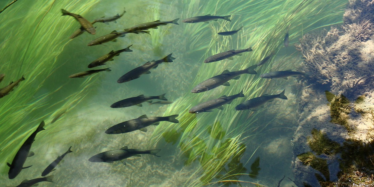 魚缸沒有氧氣泵能養(yǎng)魚嗎，養(yǎng)什么魚不用氧氣泵