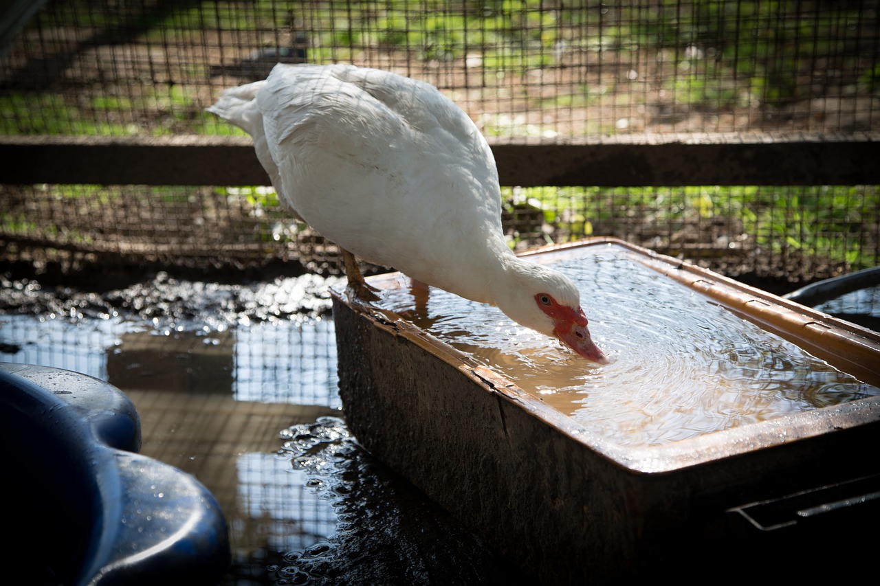 龍魚飼養(yǎng)龍魚的價格及飼養(yǎng)注意事項，龍魚的飼養(yǎng)注意事項 海象魚 第3張