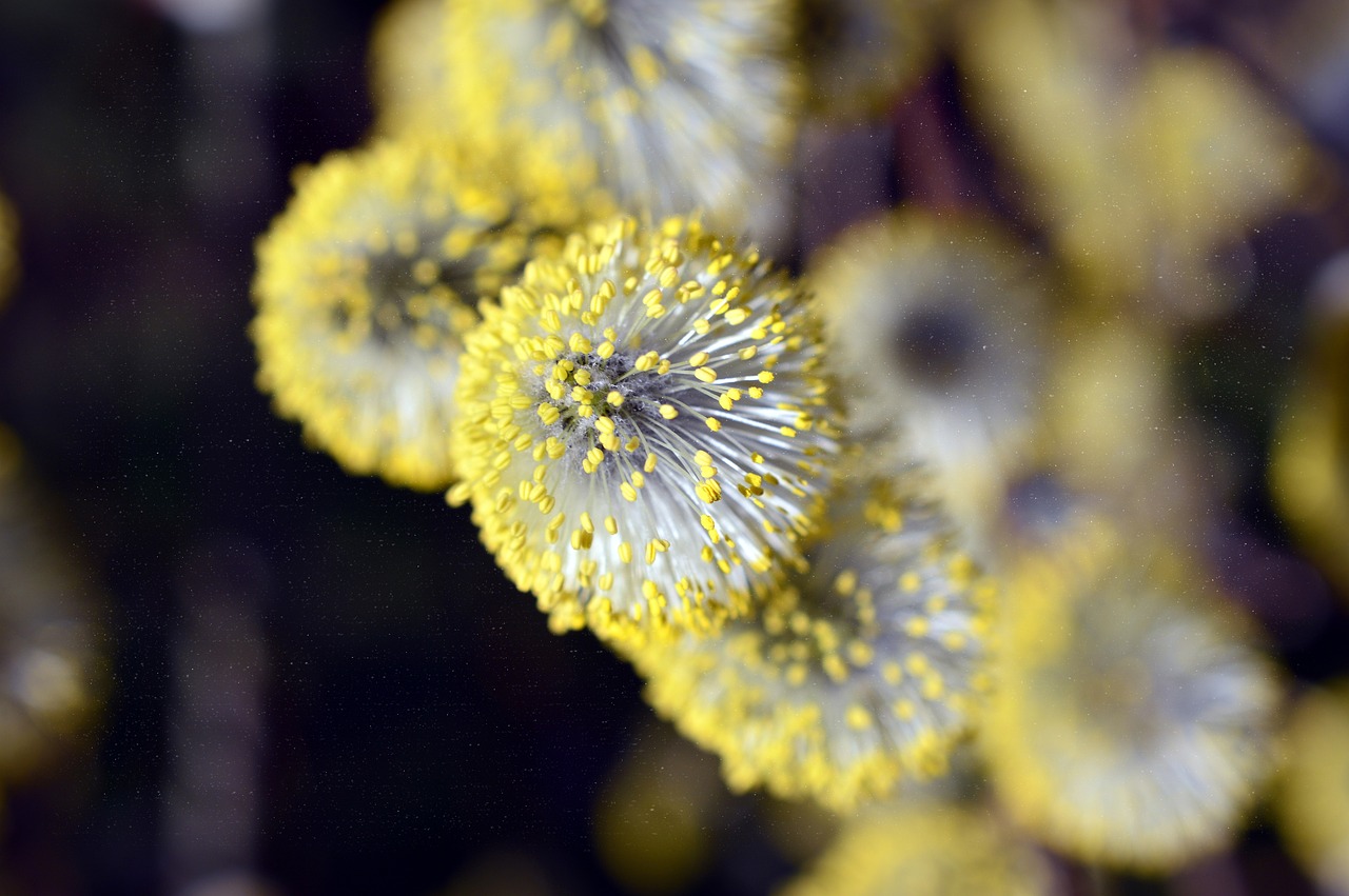 魚(yú)缸長(zhǎng)青苔怎么辦