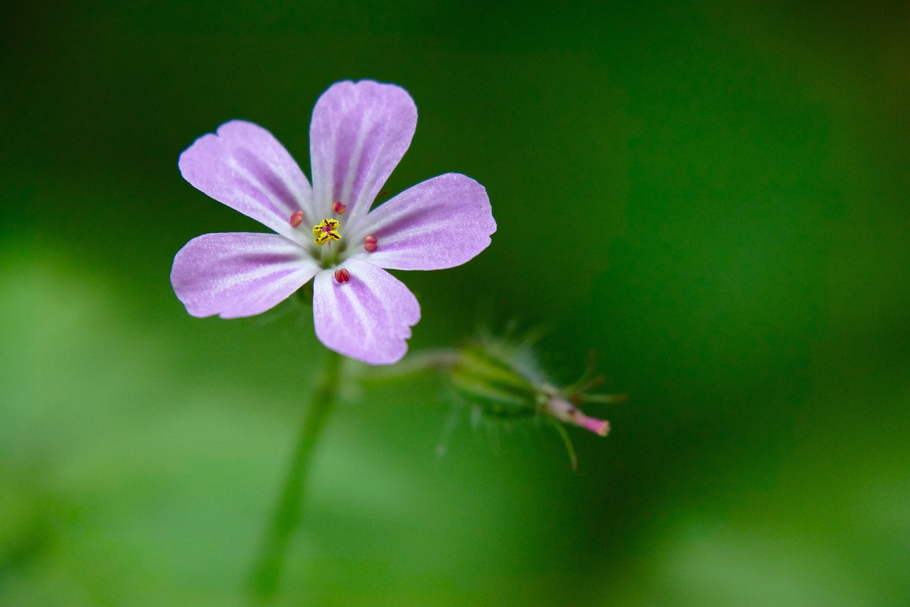 開(kāi)心花卉：為人們帶來(lái)快樂(lè)的植物【新聞標(biāo)題】 全國(guó)水族館企業(yè)名錄 第5張