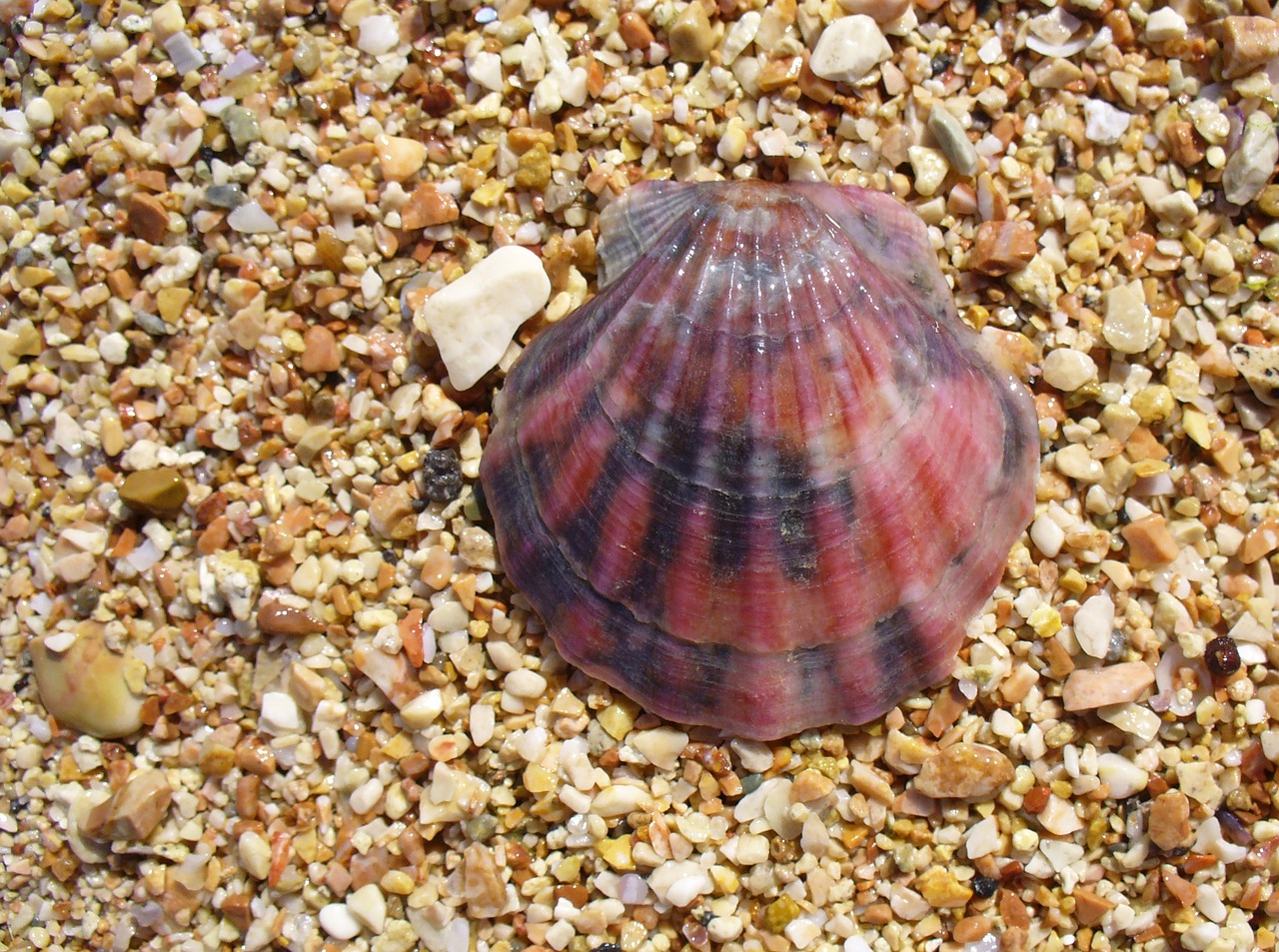 銀龍魚(yú)嘴歪怎么辦 銀龍魚(yú)百科 第4張