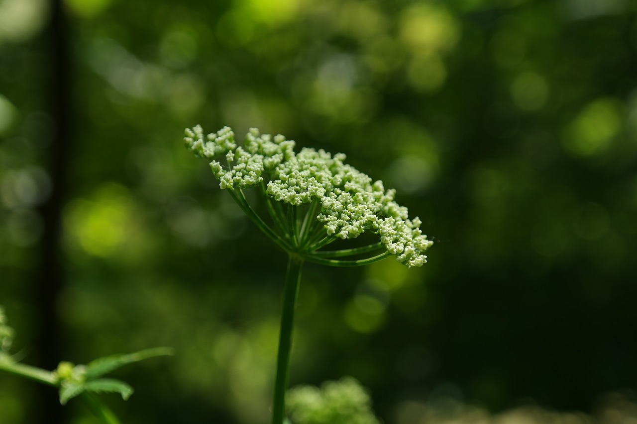 農(nóng)村野菜圖片大全