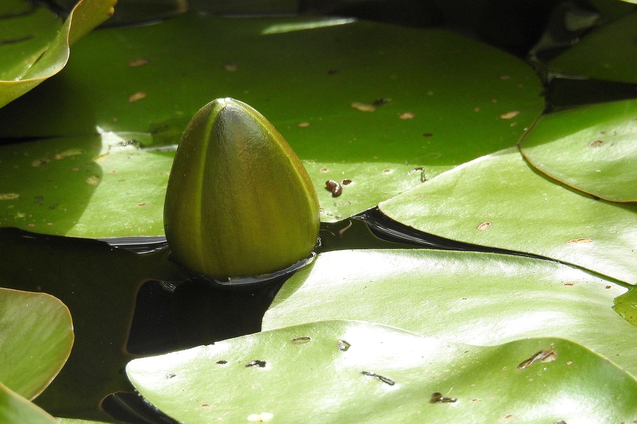 水生植物類(lèi)型及類(lèi)型介紹