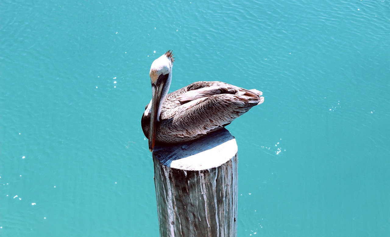 怎么去除，魚(yú)缸貼紙，魚(yú)缸的藍(lán)色貼紙叫什么