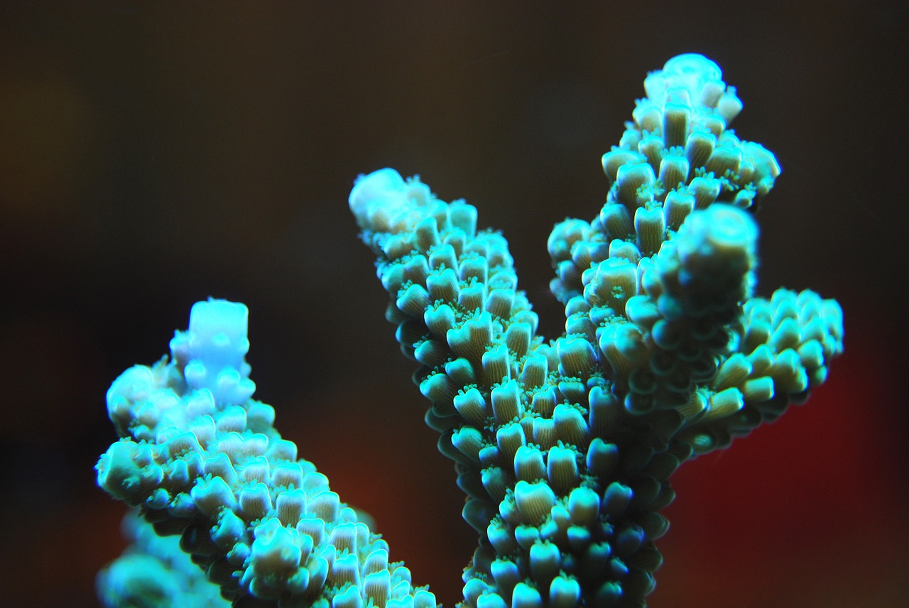 上海海洋水族館，60歲以上老人有優(yōu)惠港務(wù)區(qū)哪里有水族館