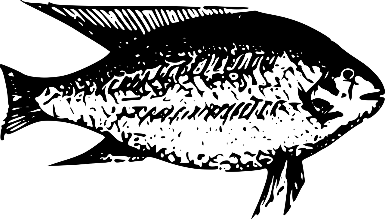 簡(jiǎn)易魚(yú)缸過(guò)濾水裝置（簡(jiǎn)易魚(yú)缸過(guò)濾器的制作） 黃金達(dá)摩魚(yú) 第3張