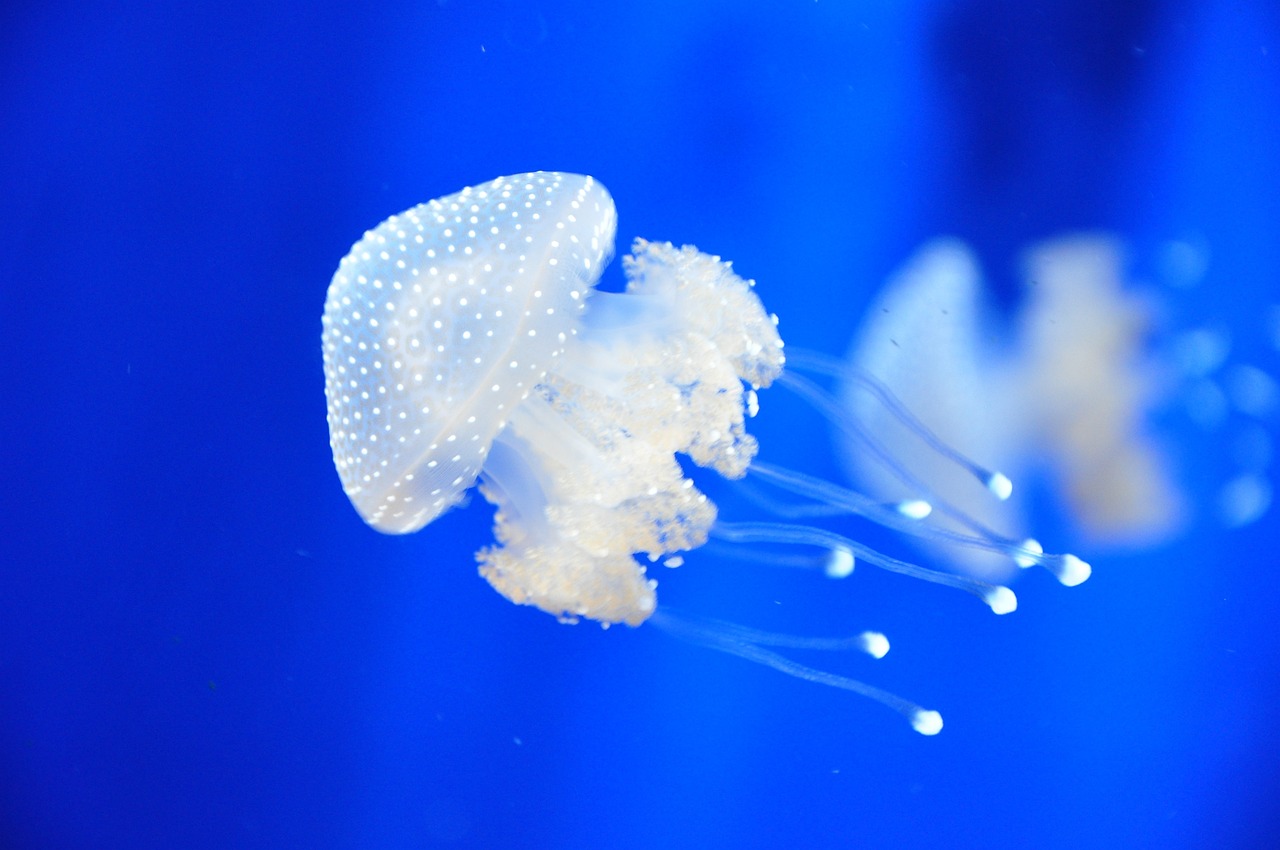 綿陽水族館紅德薩滿天星