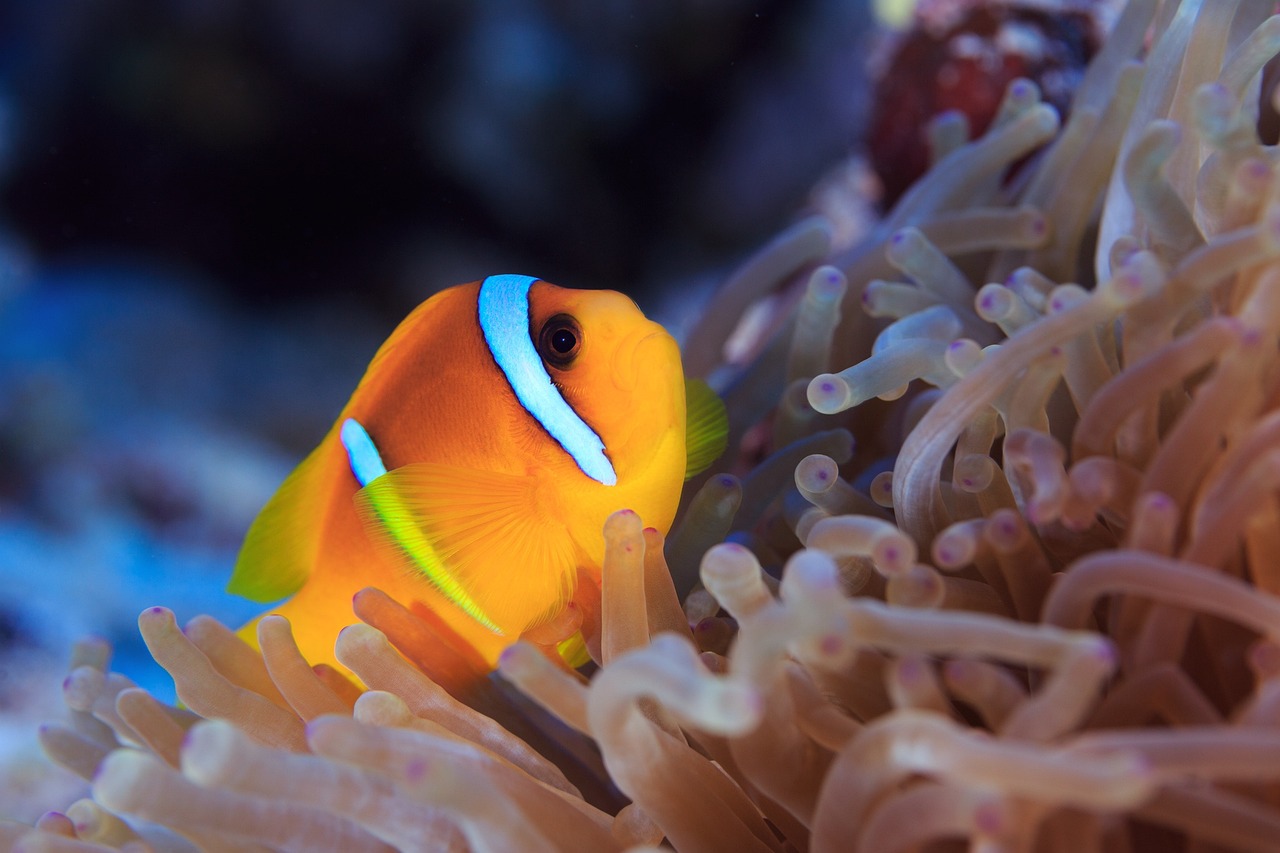 平湖哪里有賣魚缸的地方啊圖片大全集（福州有哪些好玩的地方） 其他品牌魚缸 第2張