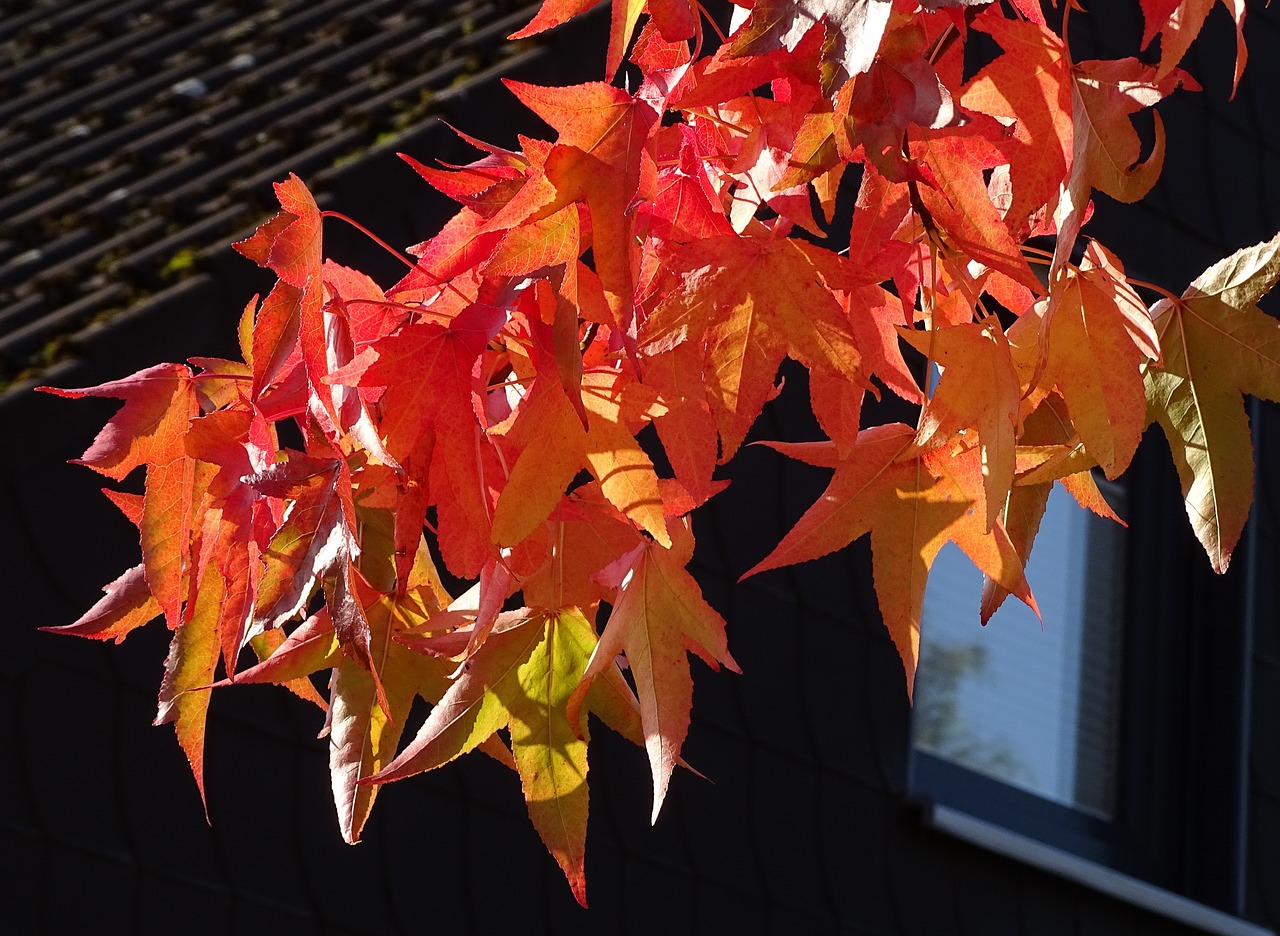 錦鯉變紅錦鯉變紅是怎么回事，錦鯉變色是怎么回事 虎魚魚苗 第3張