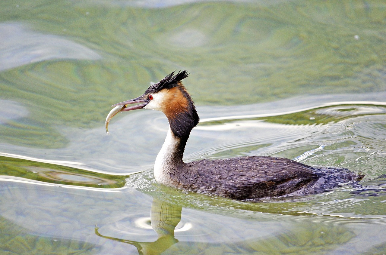 鳳魚和龍魚可以混養(yǎng)嗎圖片欣賞（鳳魚和龍魚可以混養(yǎng)嗎圖片欣賞大全） 白子銀版魚苗 第4張