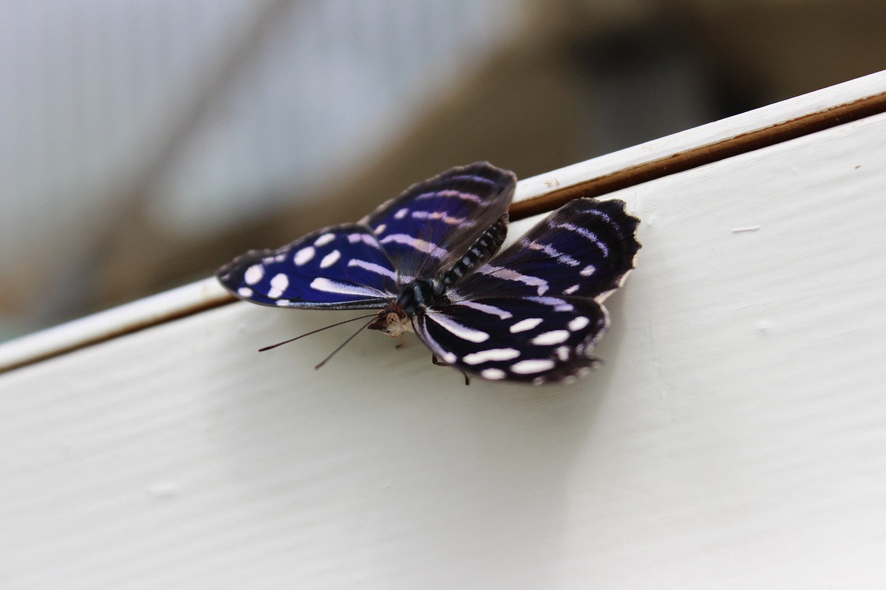 彩蝶魚(yú)缸款式型號(hào)（彩蝶魚(yú)缸款式型號(hào)） 三色錦鯉魚(yú) 第1張