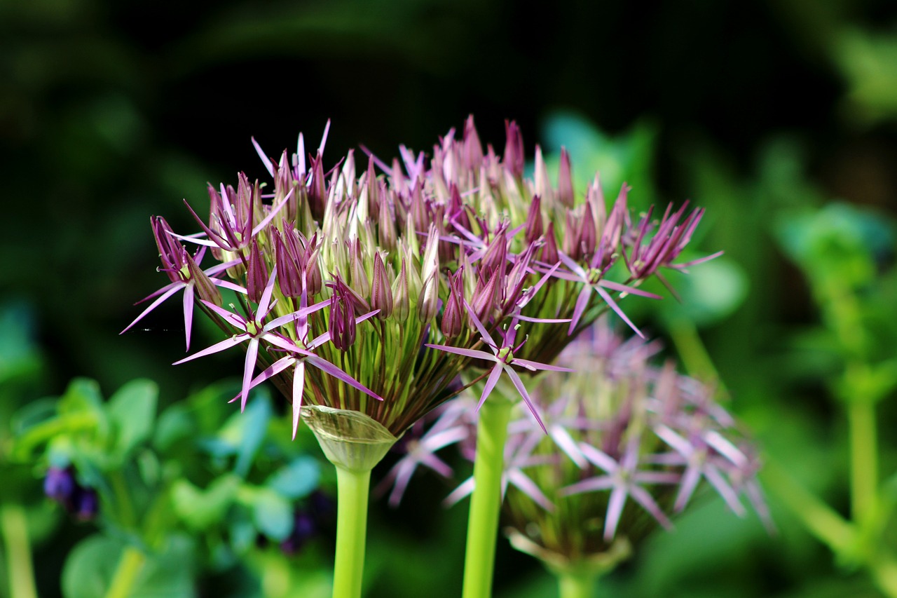 黑老虎幾月份上市，虎魚(yú)苗種植技術(shù)