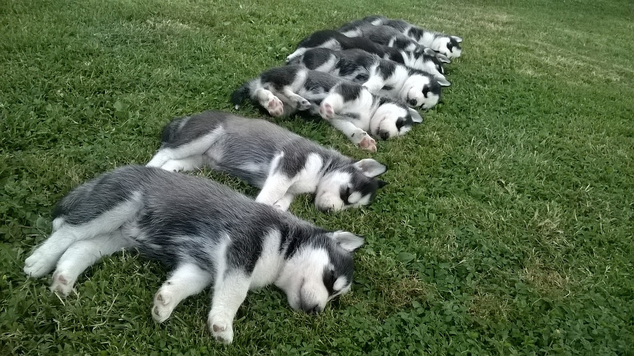 艾倫水虎魚和白金猛魚（艾倫水虎魚苗）