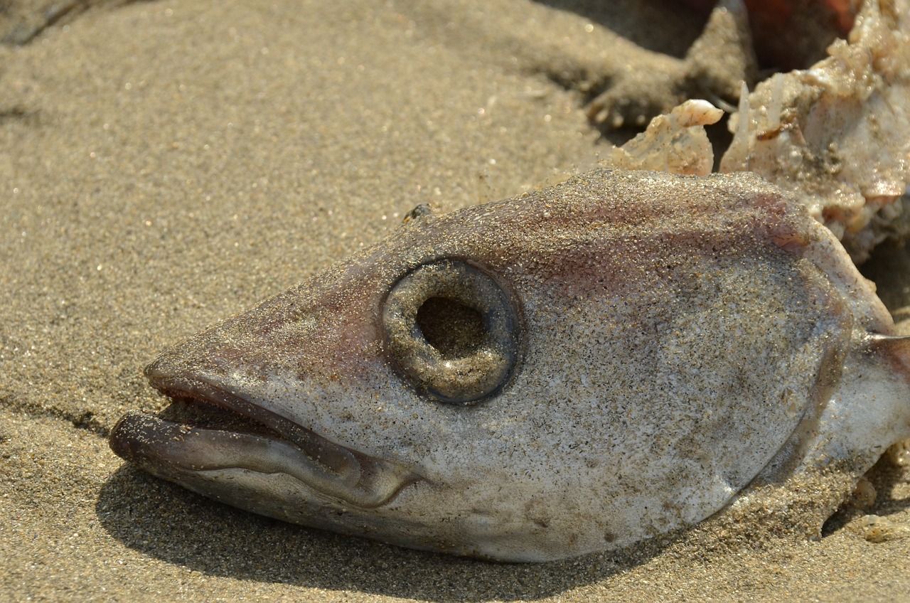 銀龍魚最佳配魚時(shí)間表（銀龍魚的最佳搭檔）