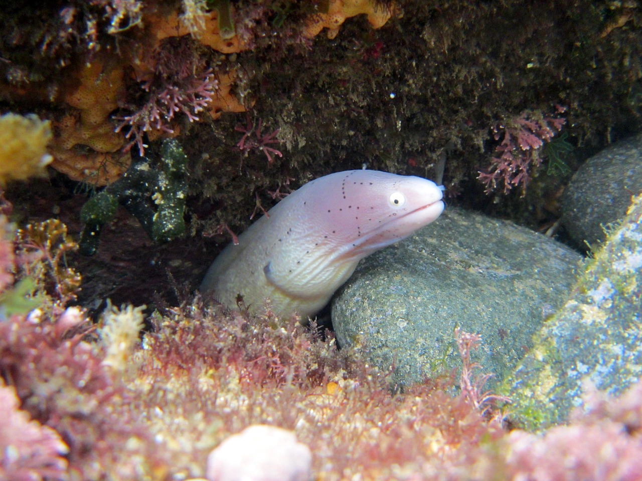 野生魚(yú)圖片（野生魚(yú)圖片大全）