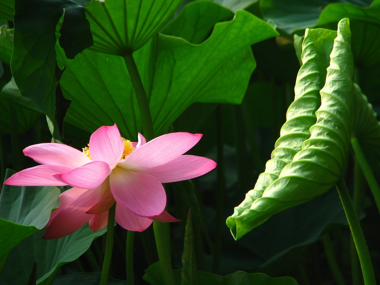 芳村花卉市場在哪里 圖騰金龍魚 第2張