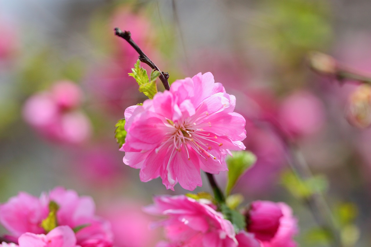 沈陽玉華花卉種植有限公司是您的不二選擇