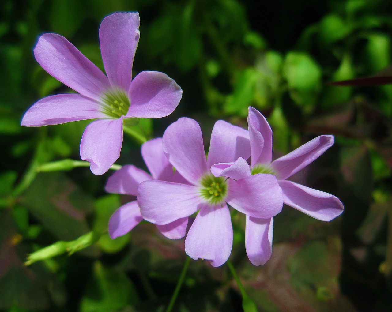 沈陽玉華花卉種植有限公司是您的不二選擇