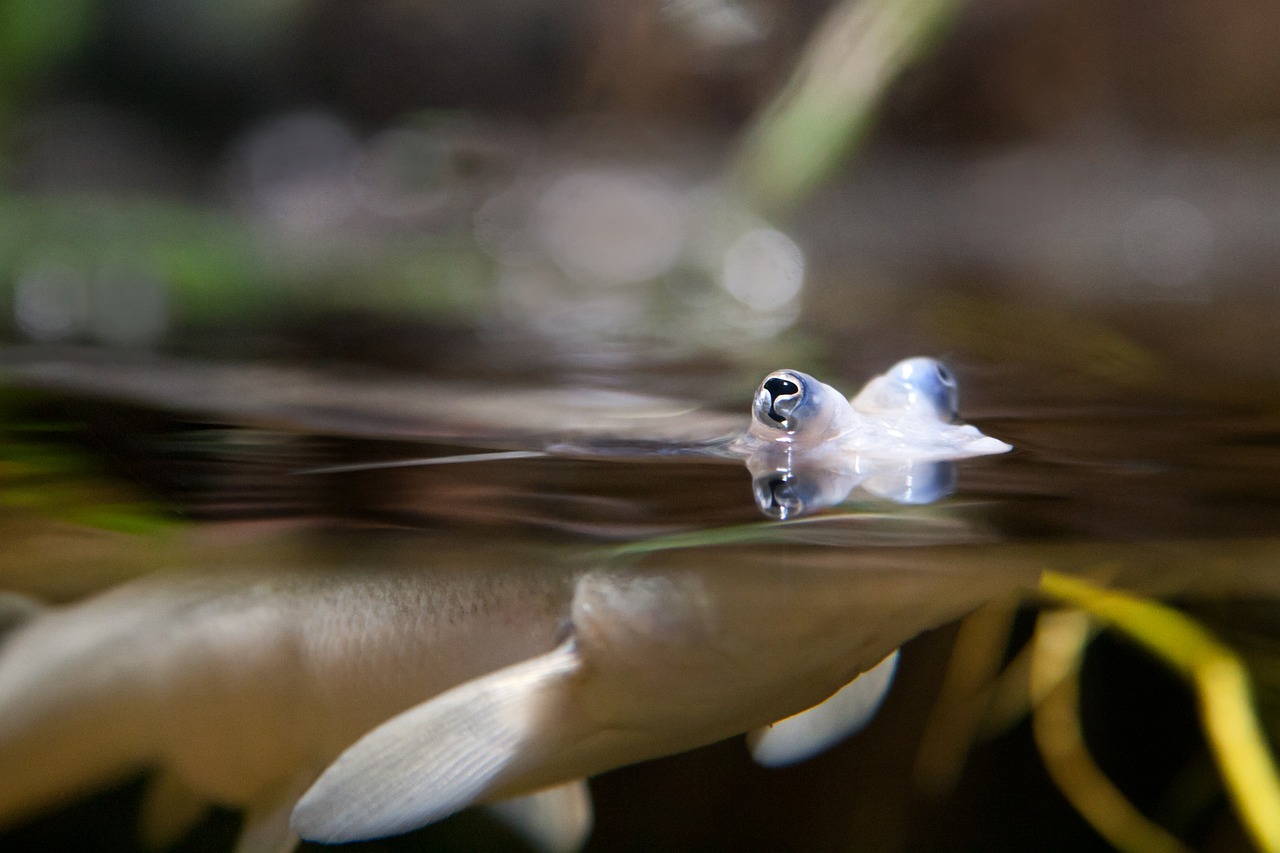 魚缸簡筆畫水彩（水彩筆畫魚簡單圖片） 養(yǎng)魚知識 第4張