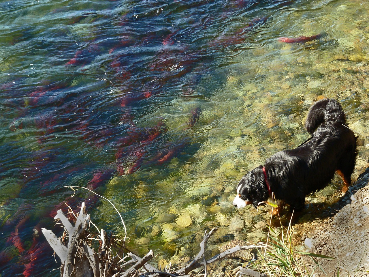 綠園區(qū)大自然花鳥魚商城明升魚具店成為首選魚具購物地點 全國水族館企業(yè)名錄 第5張