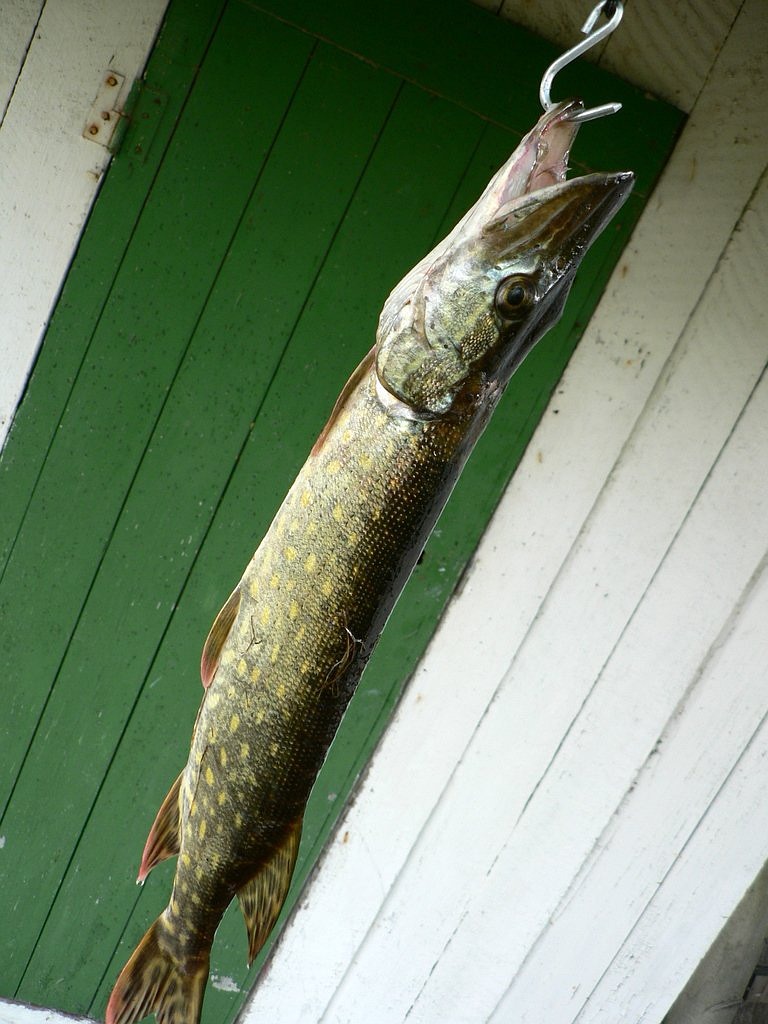 什么叫雷龍魚，雷龍魚和黑龍魚的區(qū)別