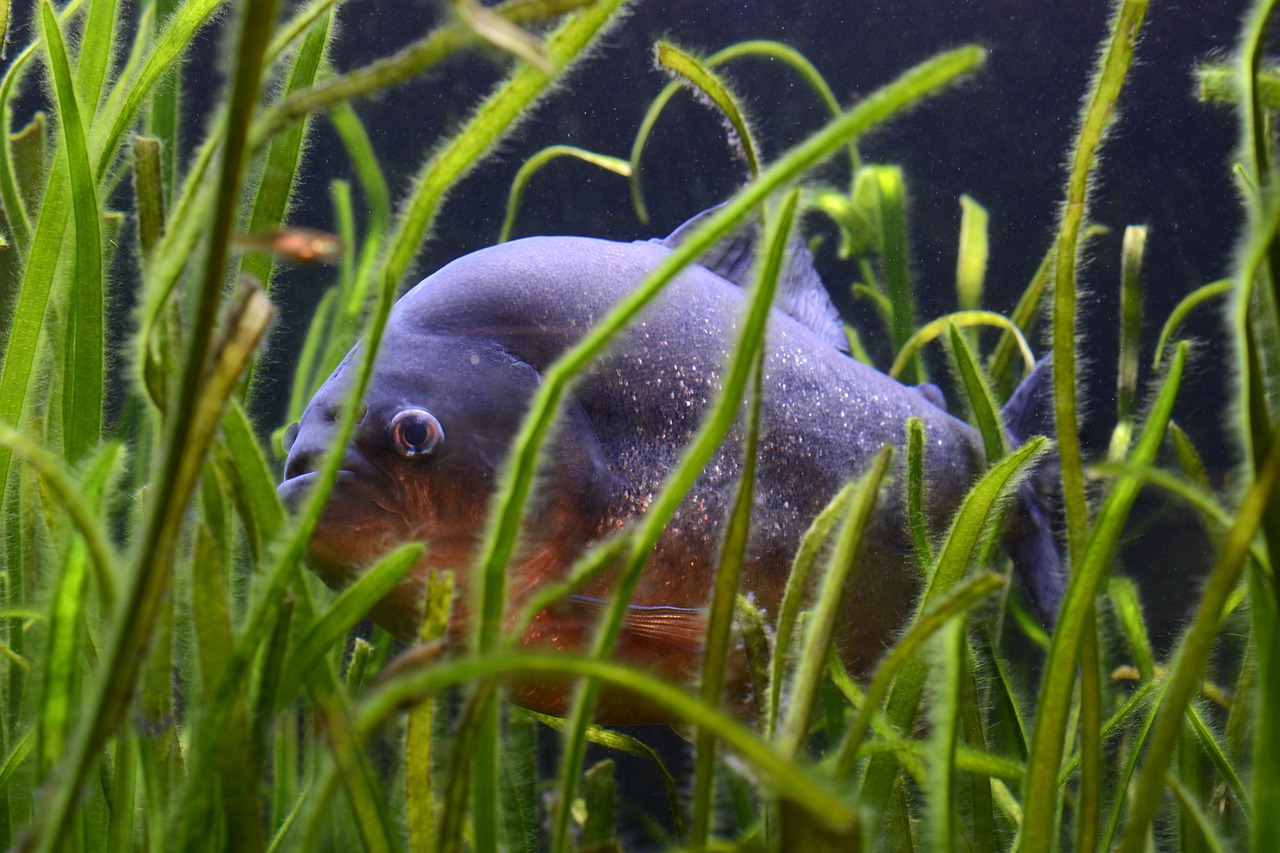 長鰭白鼠魚能長多大，紅尾藍(lán)鼠能長多大 觀賞魚 第3張