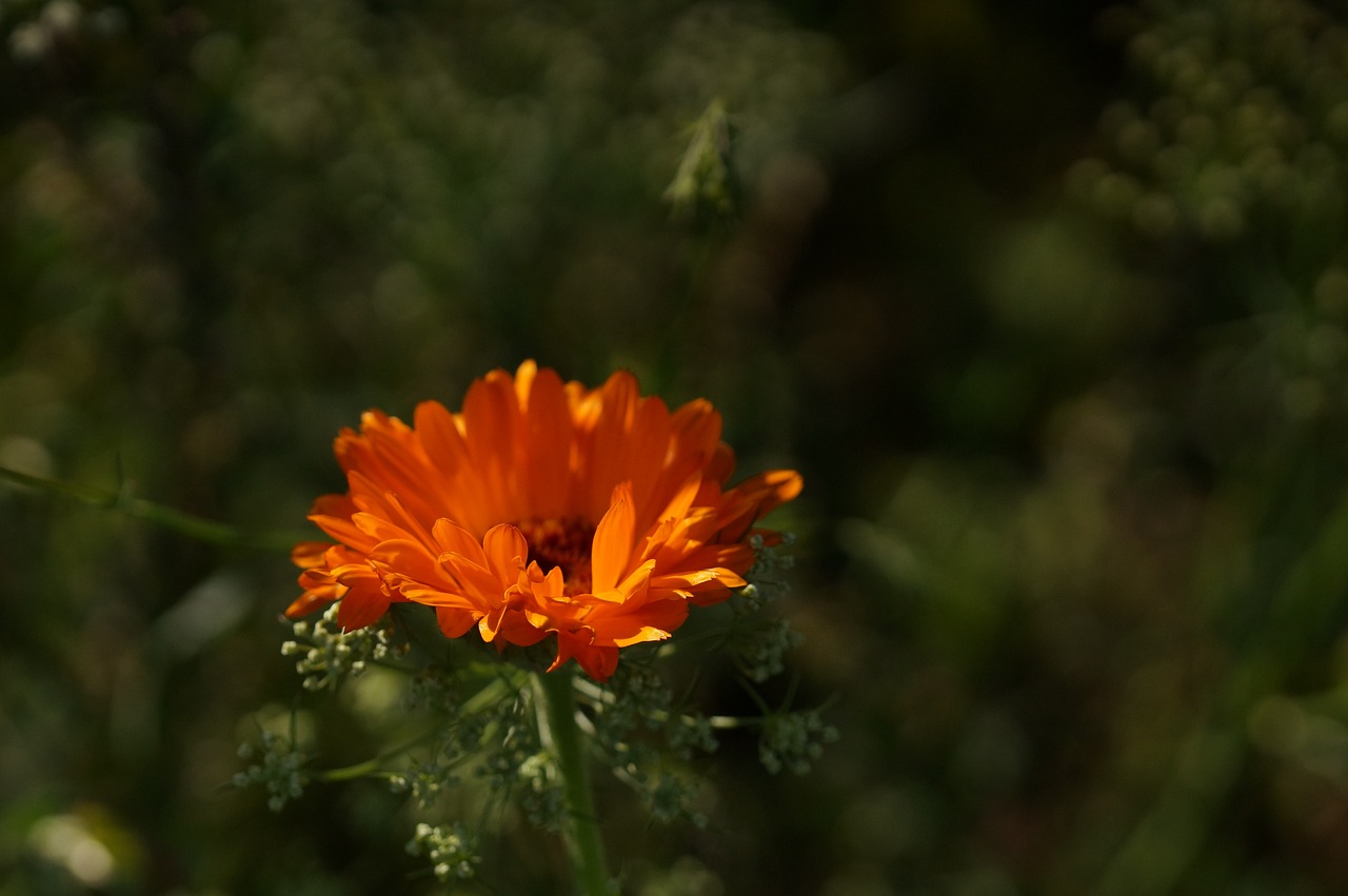 萊蕪市鳳凰花卉園藝有限公司領(lǐng)導(dǎo)：我是一名對(duì)花卉園藝充滿熱愛(ài)的年輕人 全國(guó)水族館企業(yè)名錄 第3張