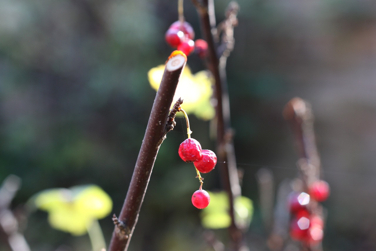 黑金魚變紅（紅色金魚變黑是什么原因）