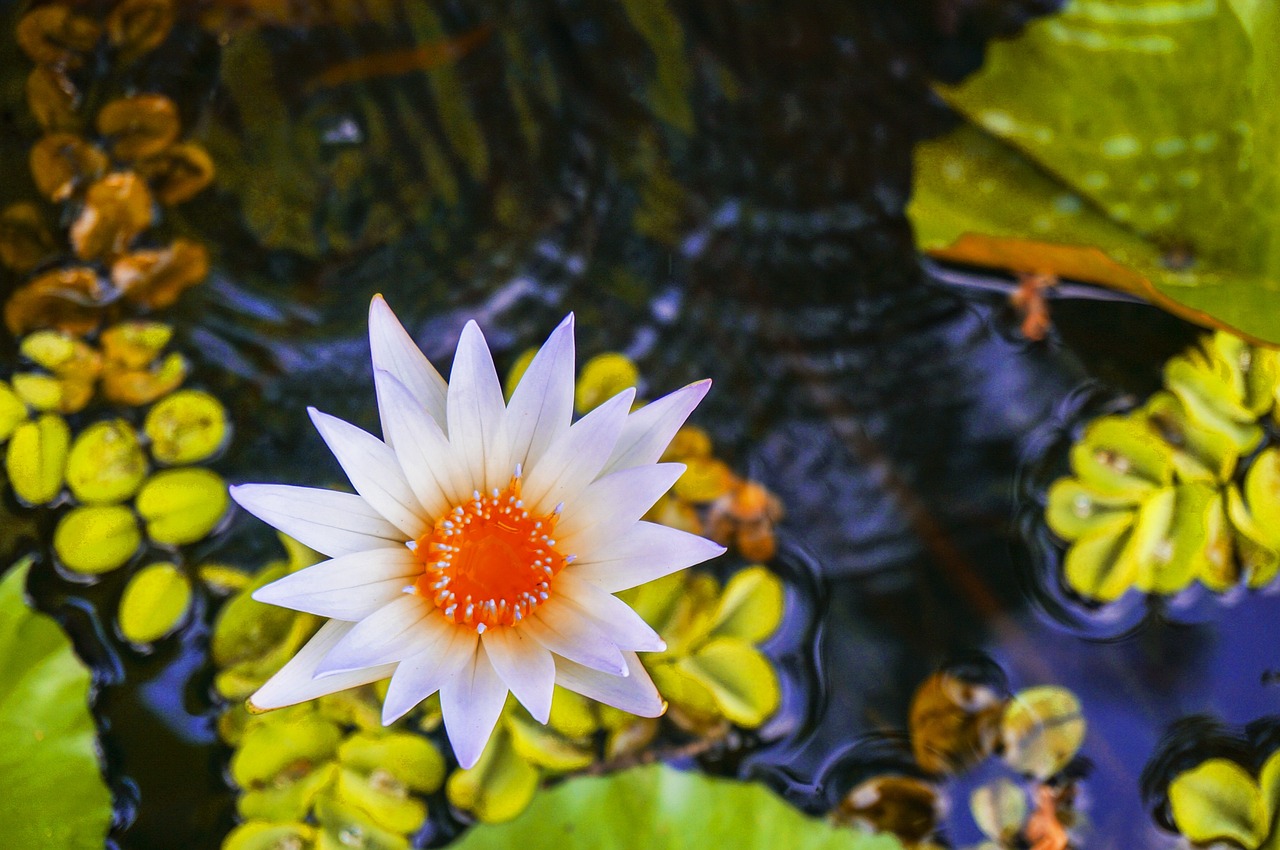 水草魚缸造景效果圖，水草造景缸適合養(yǎng)什么魚 水草 第2張