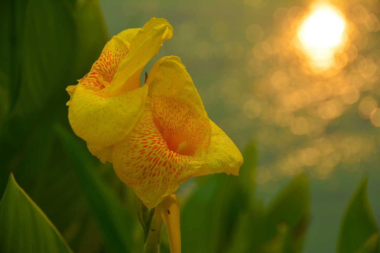 神仙魚(yú)和金魚(yú)混養(yǎng)好（神仙魚(yú)和金魚(yú)混養(yǎng)好不好） 泰國(guó)雪鯽魚(yú) 第3張