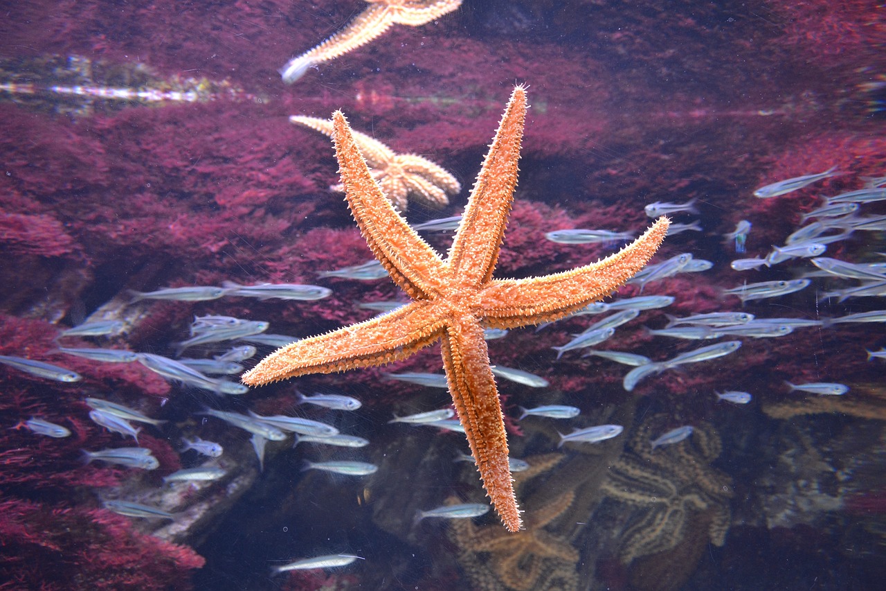 上海市普陀區(qū)卓然水族館（上海市普陀區(qū)卓然水族館地址） 全國水族館企業(yè)名錄 第4張