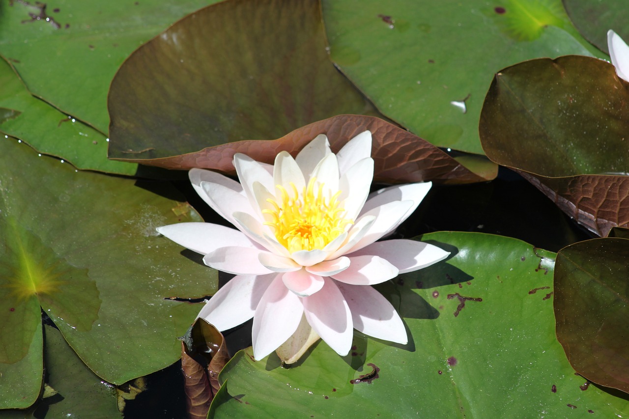 魚缸里放什么植物最好（魚缸里放什么植物最好養(yǎng)） 觀賞魚 第5張