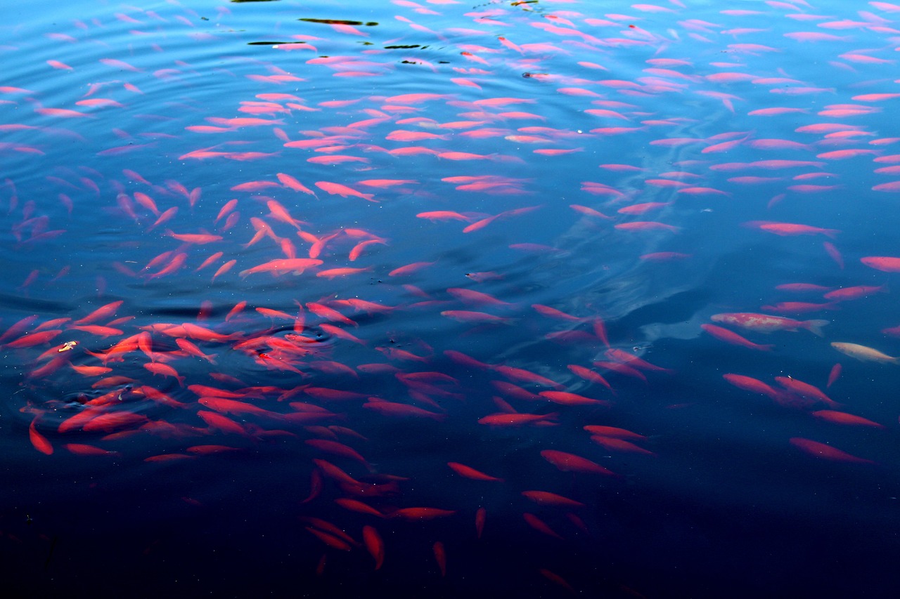 藍(lán)龍魚黃龍魚區(qū)別圖片對比（藍(lán)龍魚黃龍魚區(qū)別圖片對比） 觀賞魚 第1張