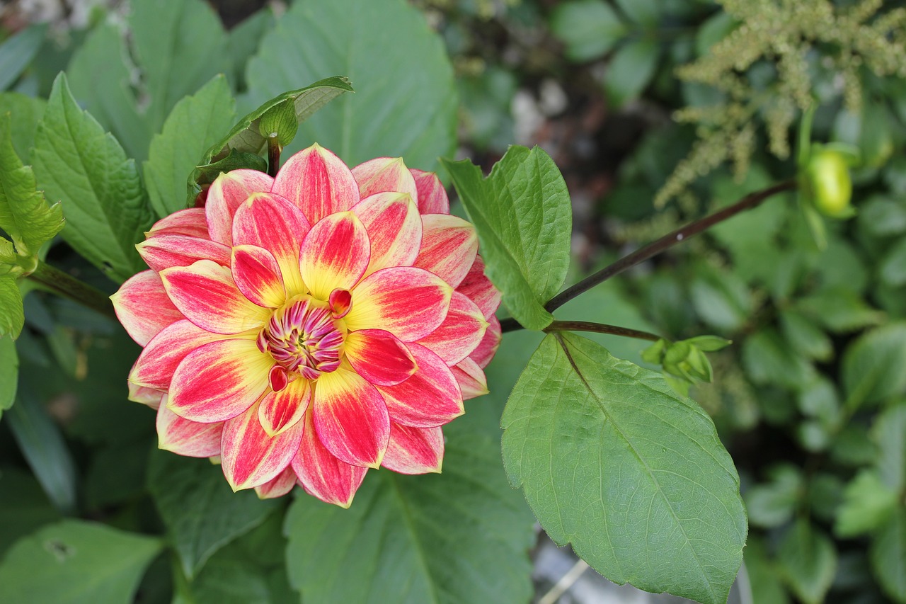 重慶鑫德花卉園藝有限公司（重慶鑫德花卉園藝有限公司招聘） 全國水族館企業(yè)名錄 第4張