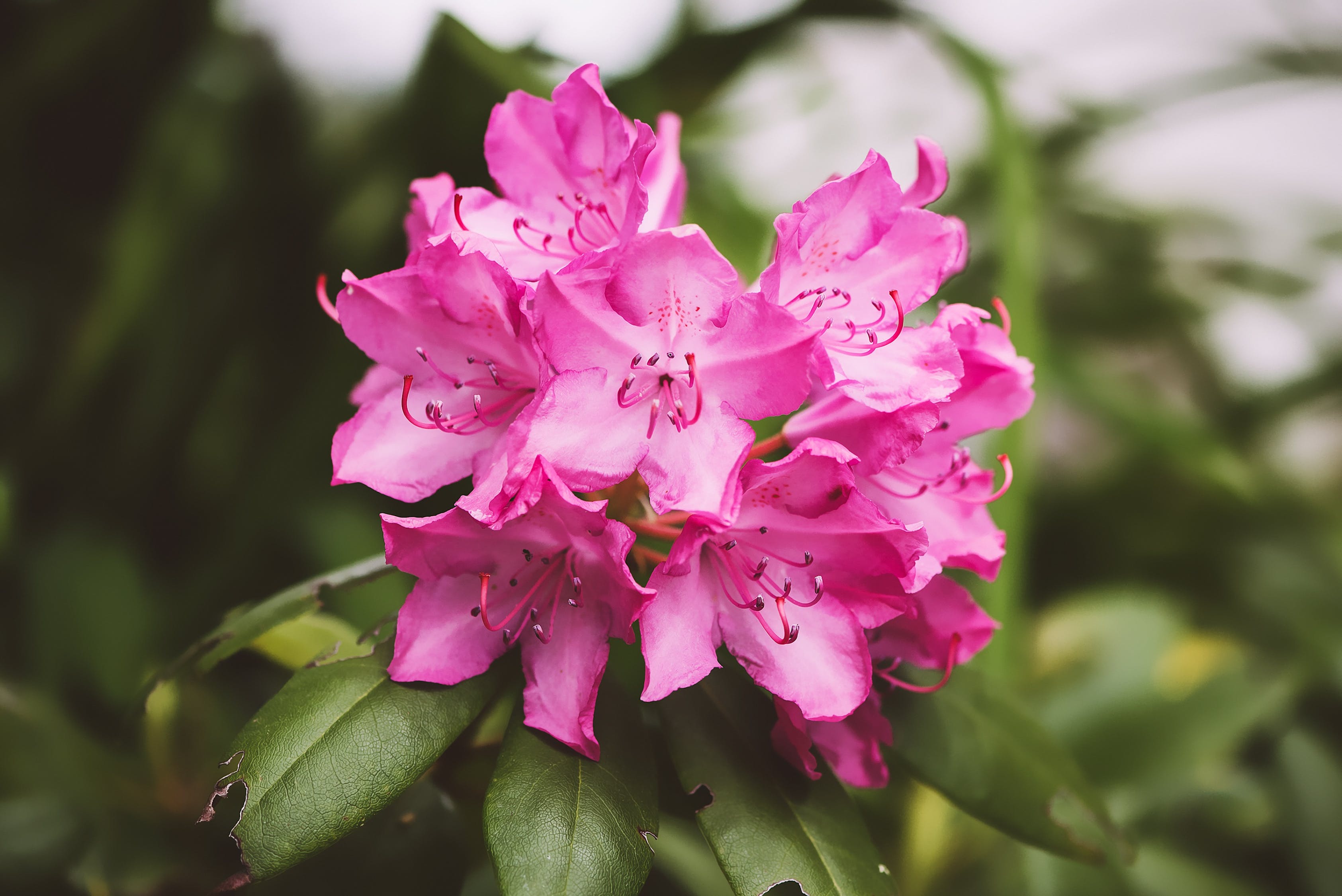 北京愛馨花卉種植園第一經(jīng)營部（北京愛馨花卉種植園第一經(jīng)營部地址）