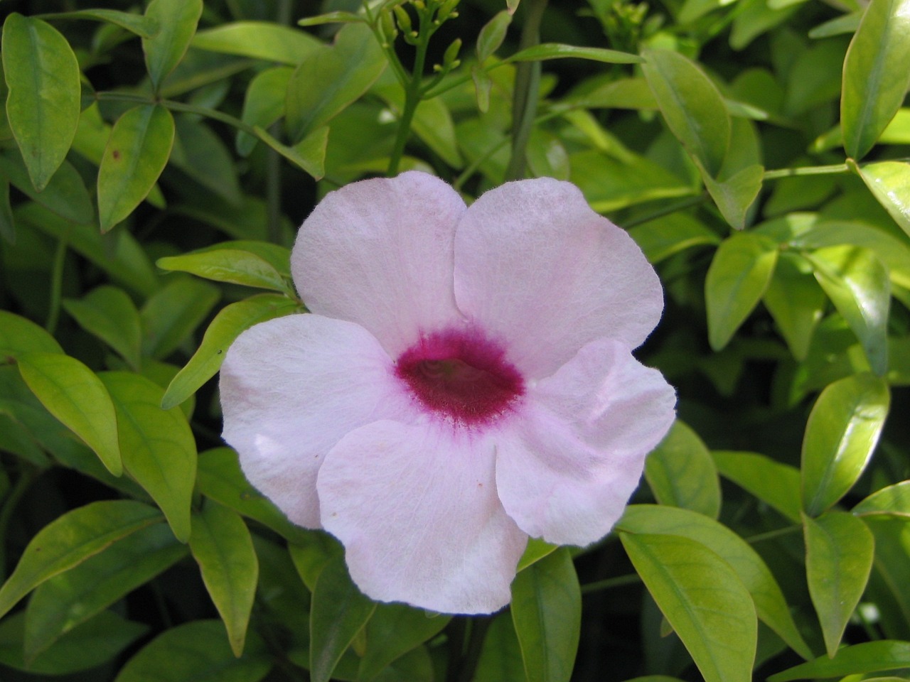 北京愛馨花卉種植園第一經(jīng)營部（北京愛馨花卉種植園第一經(jīng)營部地址）