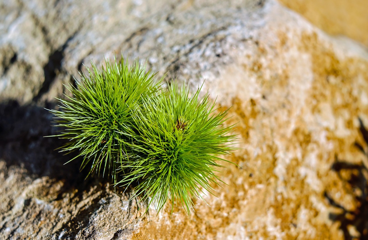 野彩魚(yú)缸放什么水草最好養(yǎng)（野彩魚(yú)缸放什么水草最好養(yǎng)活）