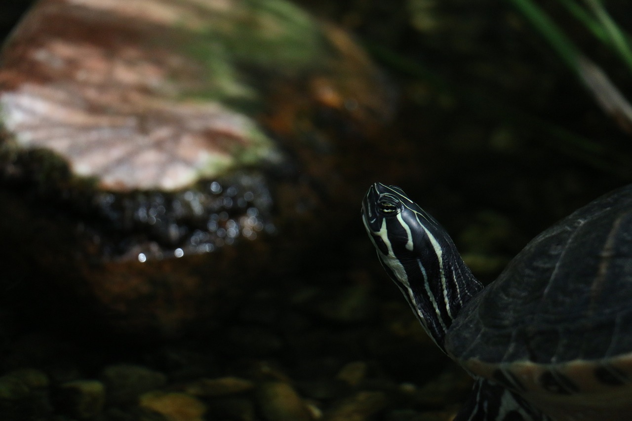 河源魚(yú)缸售后維護(hù)中心 其他品牌魚(yú)缸 第2張