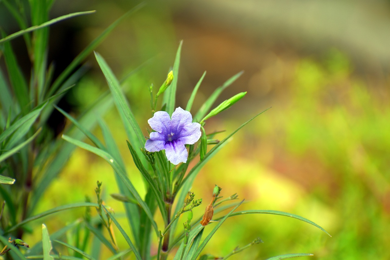 沈陽市和平區(qū)旭光花卉種植園（沈陽市和平區(qū)旭光花卉種植園地址）