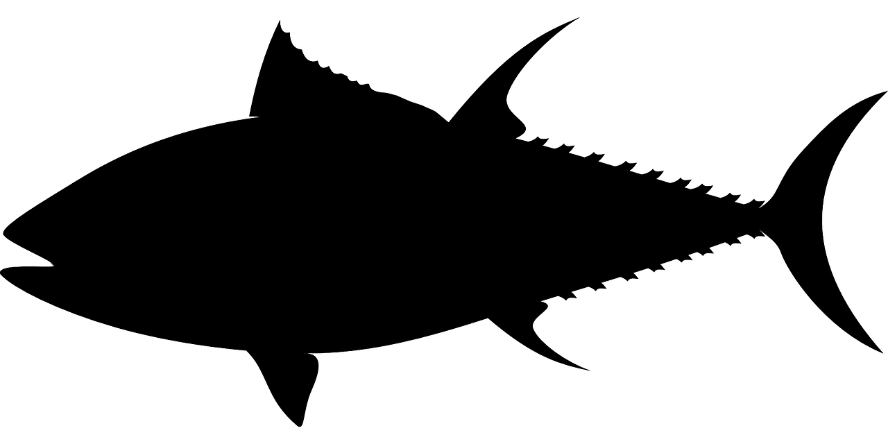 魚(yú)缸里黑色魚(yú)適合養(yǎng)幾條（家里魚(yú)缸黑色魚(yú)養(yǎng)幾條）