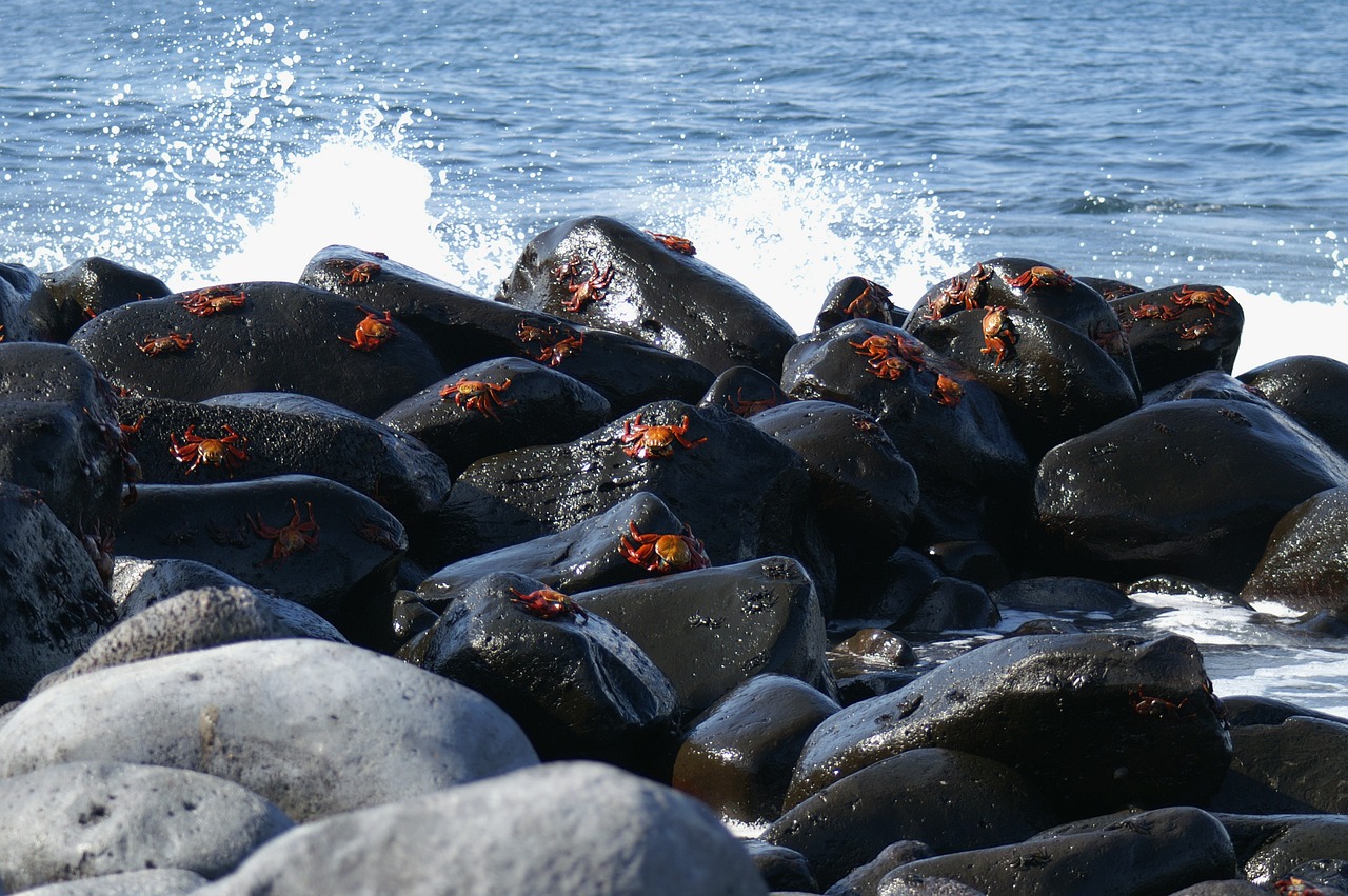 戰(zhàn)船魚多少錢一條（海魚船多少錢一條）