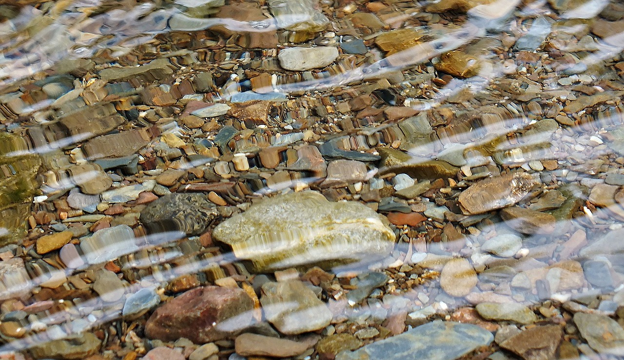 剛出生的銀龍魚(yú)（剛買(mǎi)回來(lái)的銀龍魚(yú)） 銀龍魚(yú)百科 第1張