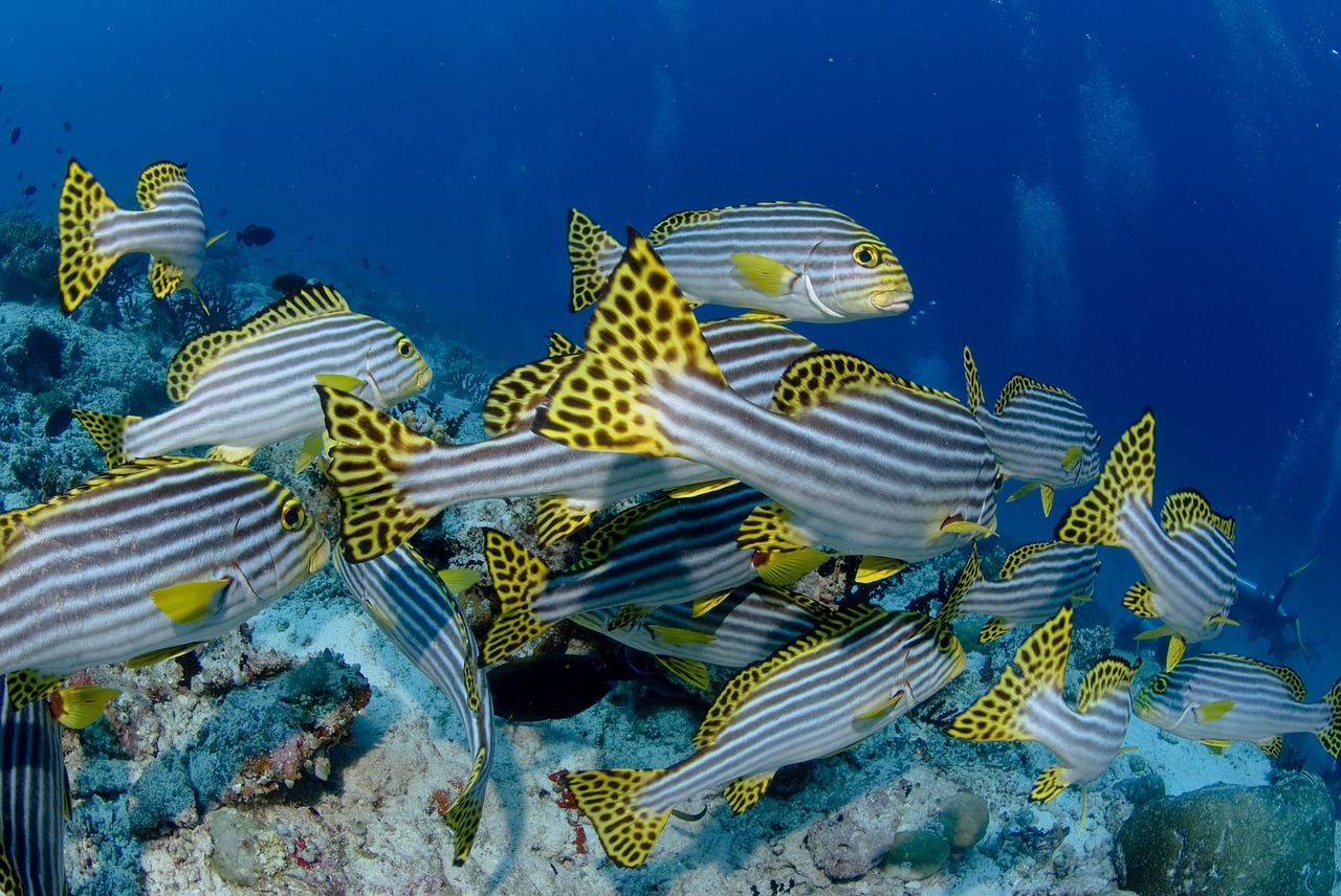 小型魚(yú)缸過(guò)濾系統(tǒng)：小型魚(yú)缸過(guò)濾系統(tǒng)哪種好