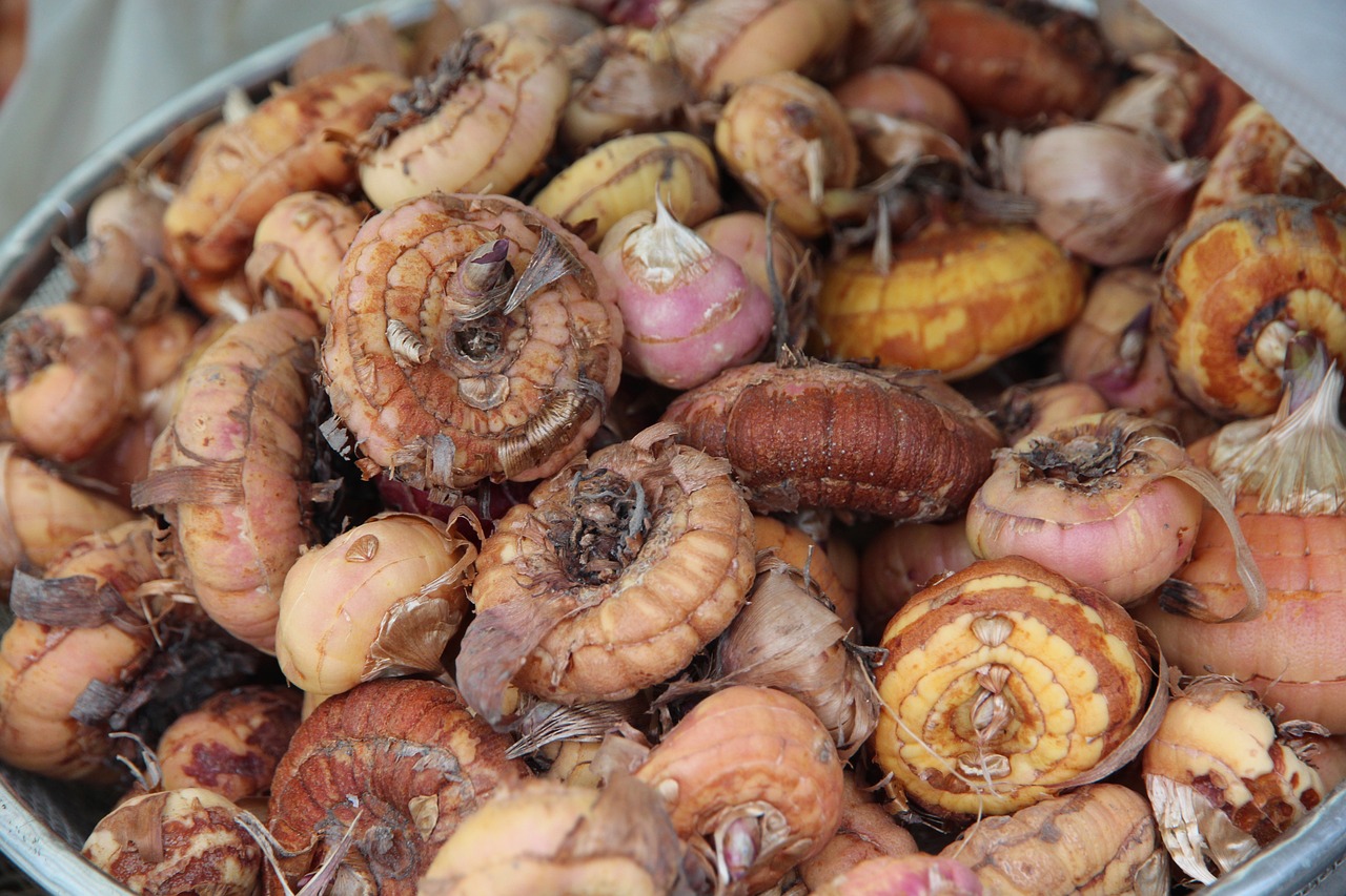 金龍魚(yú)尾巴下垂不吃食怎么辦（紅龍魚(yú)尾巴下垂怎么辦）