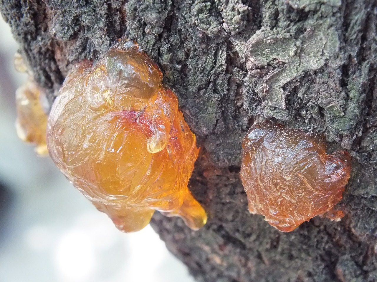 世界最貴血龍魚圖片及價格（世界上最貴的血紅龍魚） 紅眼黃化幽靈火箭魚|皇家火箭魚 第4張