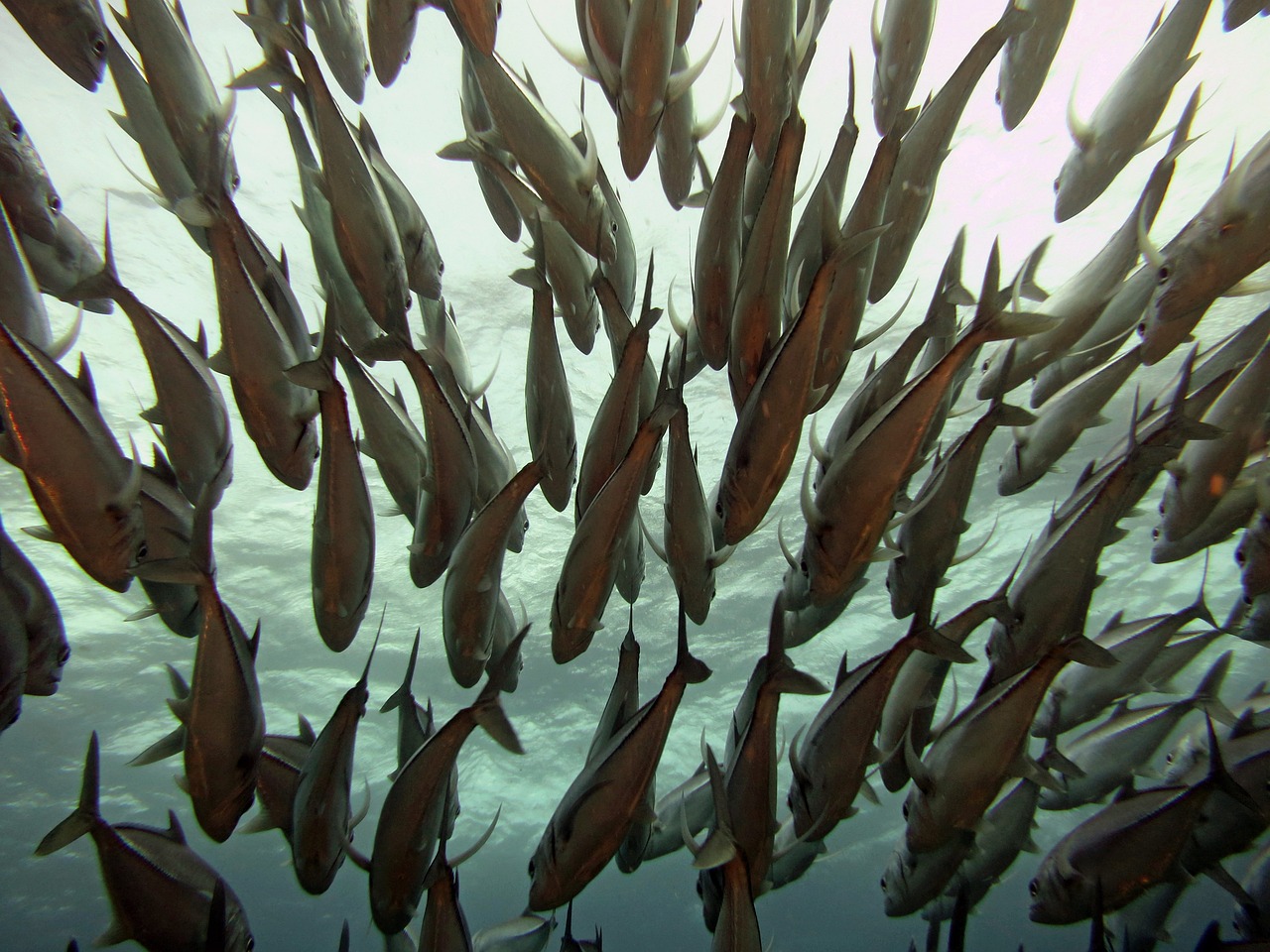 魚缸加新水幾天可以放魚（新魚缸到家放幾天可放水） 七紋巨鯉魚 第1張