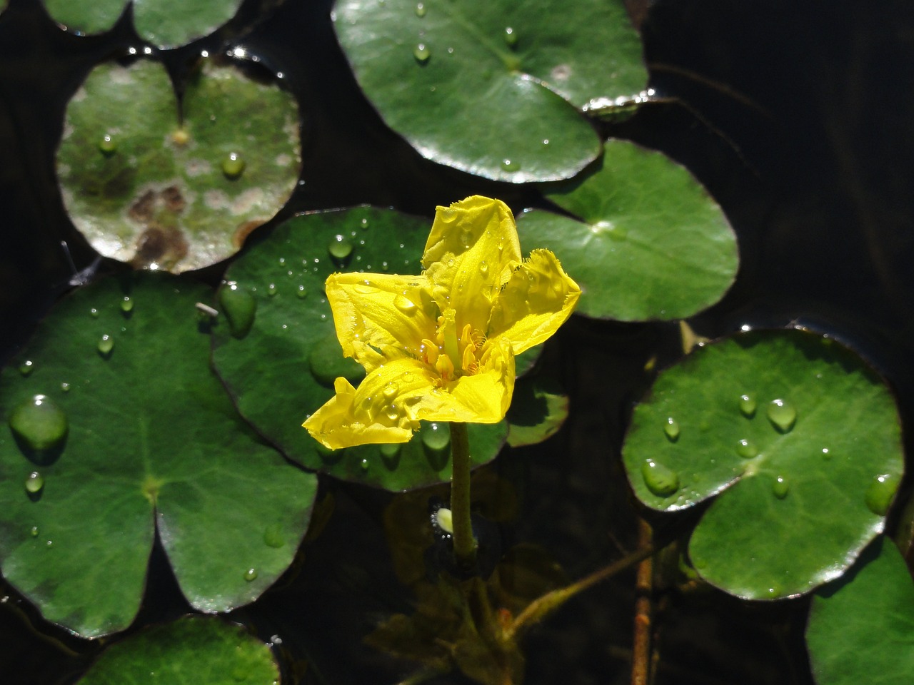 水生植物的種子發(fā)芽條件（水生植物的種子發(fā)芽條件有哪些） 羅漢魚批發(fā) 第2張