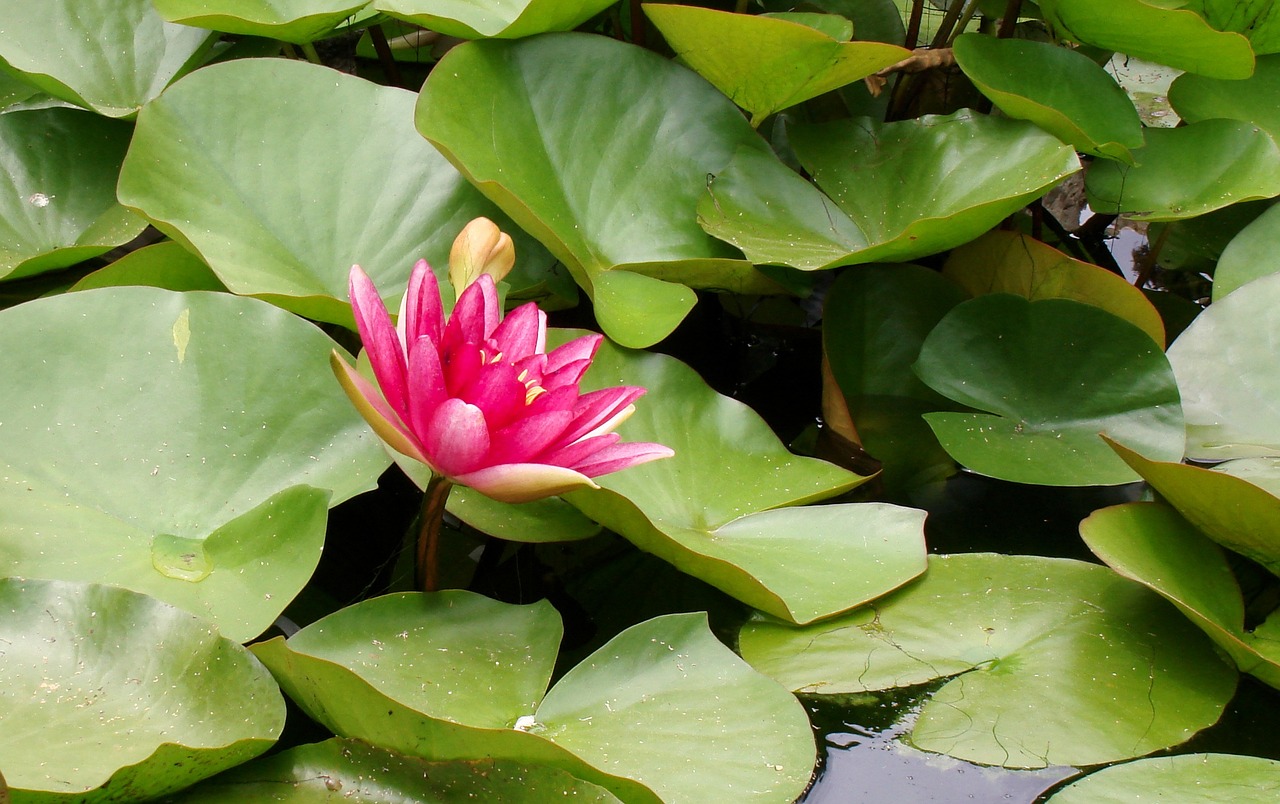 水生植物的種子發(fā)芽條件（水生植物的種子發(fā)芽條件有哪些） 羅漢魚批發(fā) 第4張